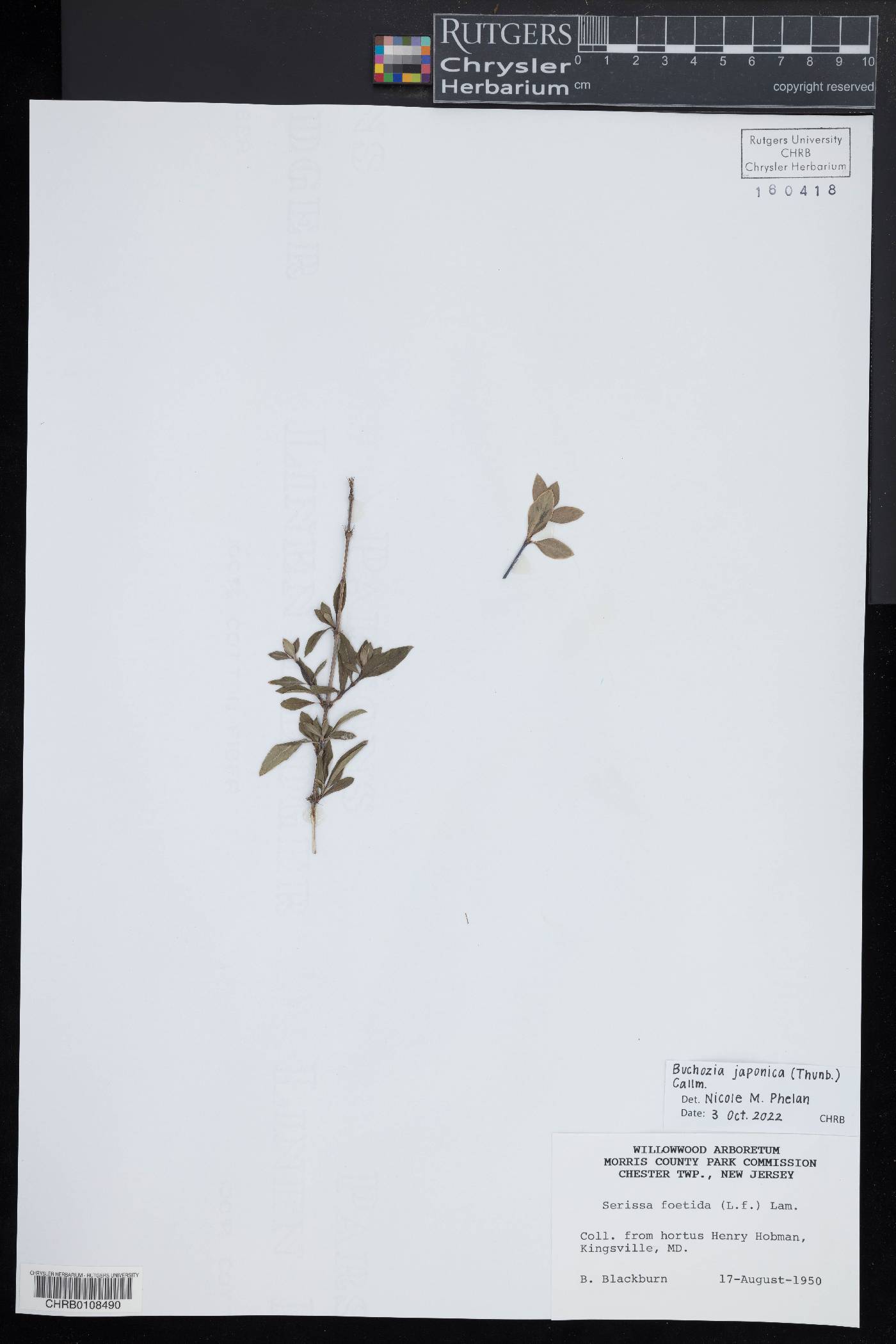 Buchozia japonica image