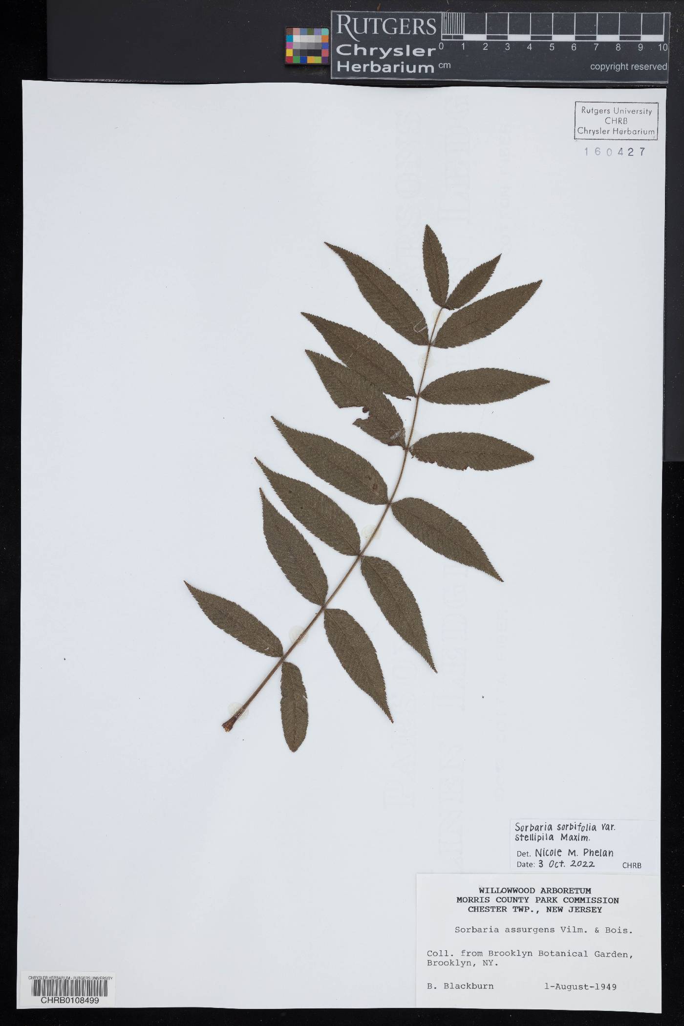 Sorbaria sorbifolia var. stellipila image