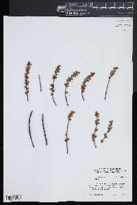 Stachyurus praecox image