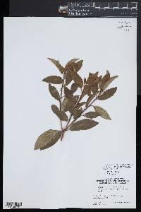 Photinia davidiana image