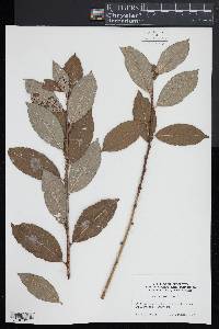 Salix aegyptiaca image
