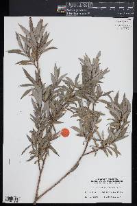 Salix alba var. vitellina image