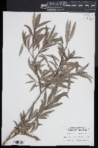 Salix alba var. vitellina image