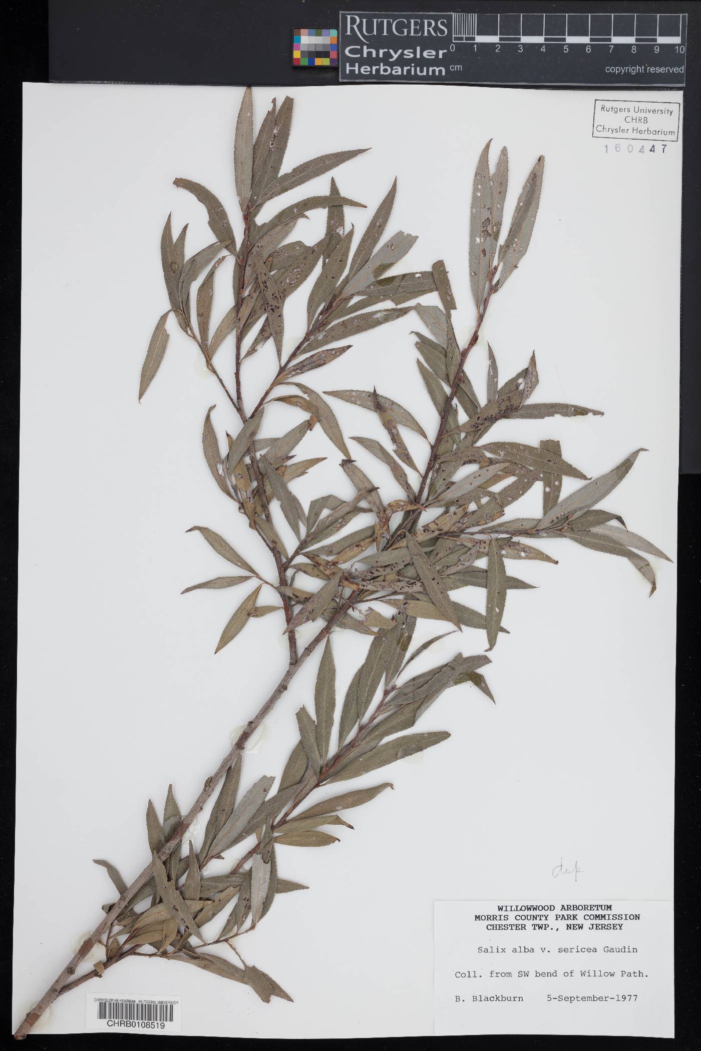 Salix alba var. vitellina image