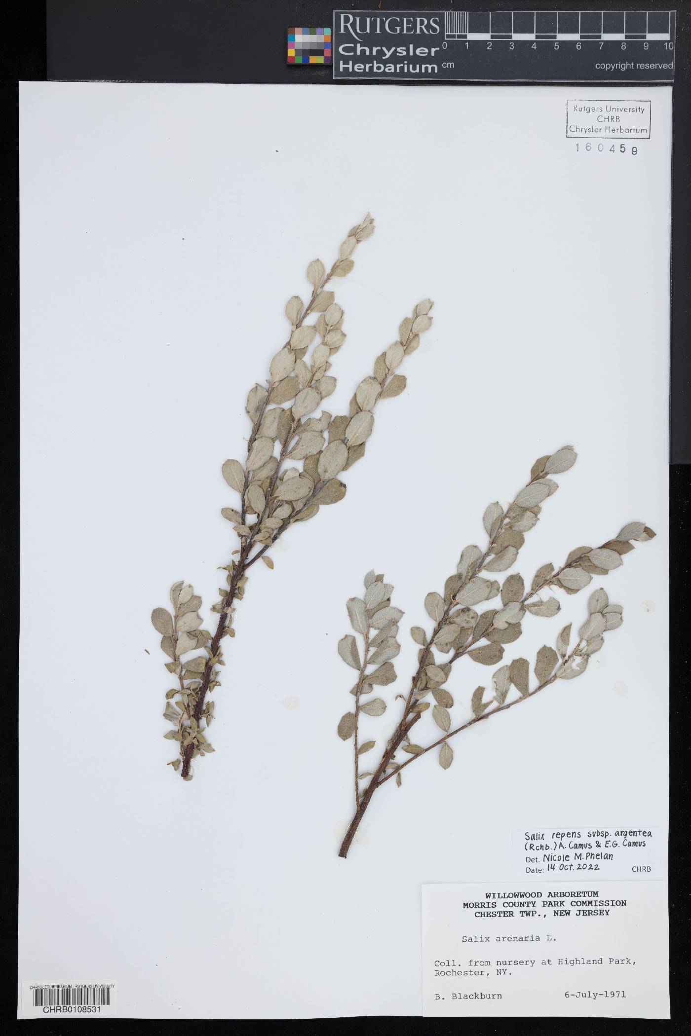 Salix repens subsp. argentea image