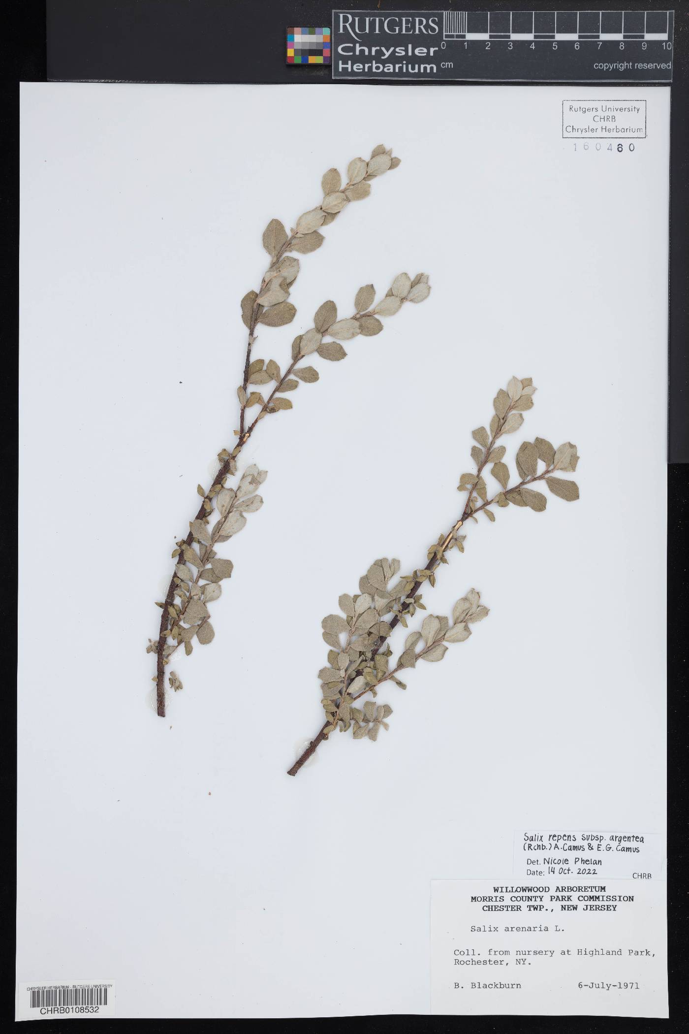 Salix repens subsp. argentea image