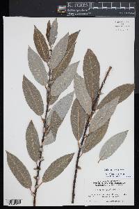 Salix myricoides image