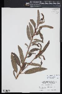 Salix triandra subsp. triandra image