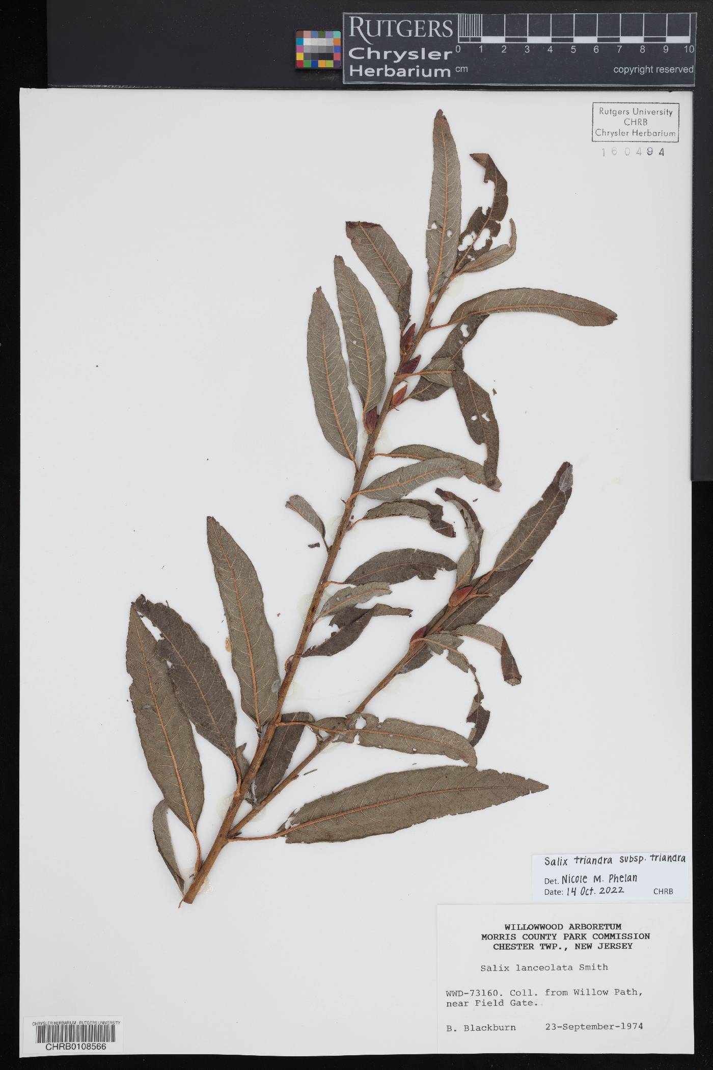 Salix triandra subsp. triandra image