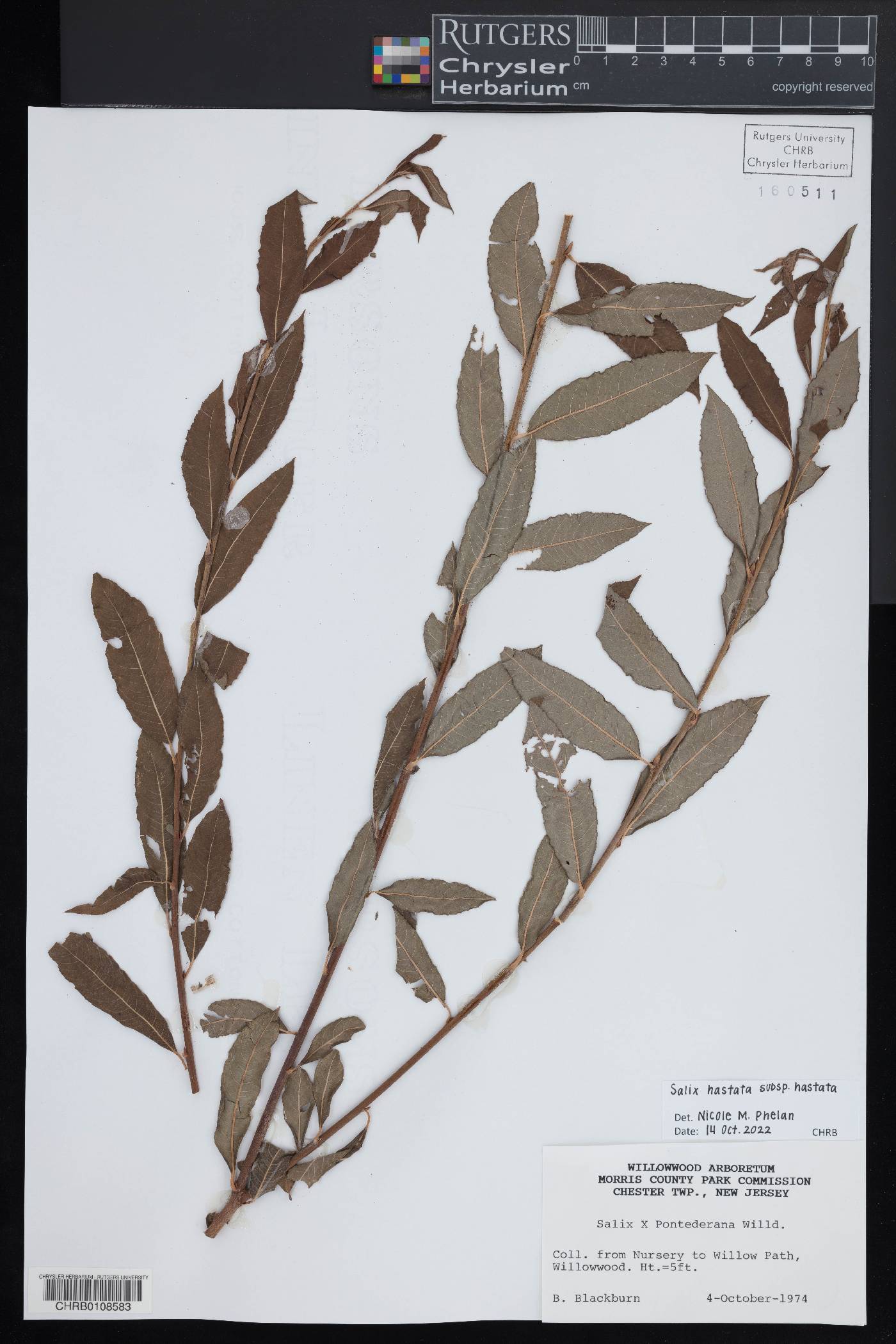 Salix hastata subsp. hastata image
