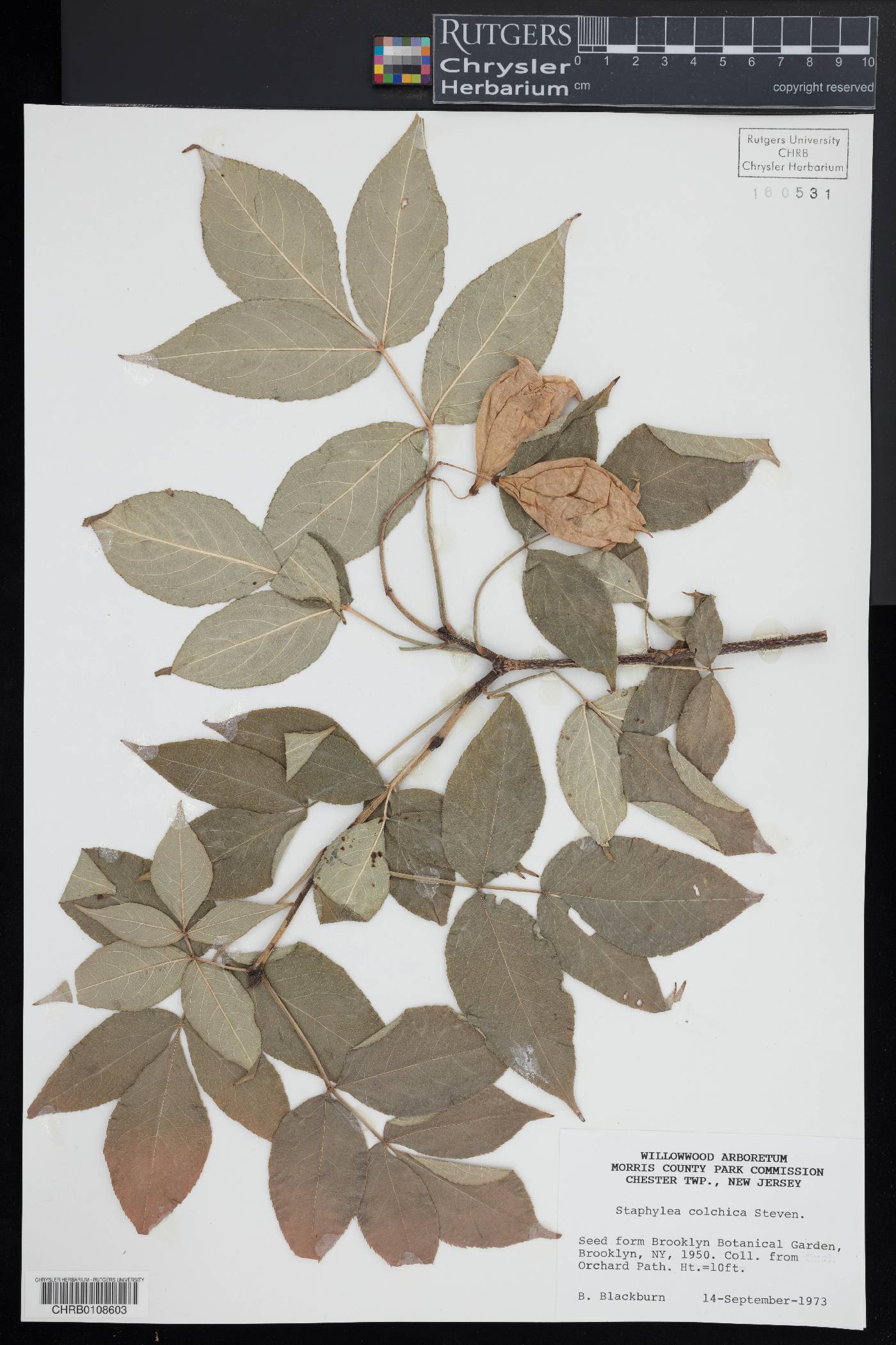 Staphylea colchica image