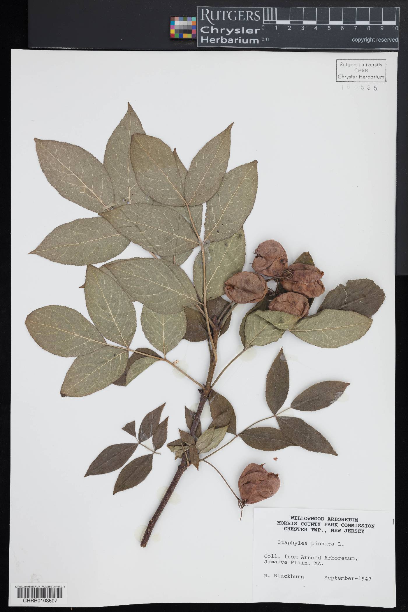 Staphylea pinnata image