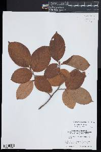 Stewartia pseudocamellia image