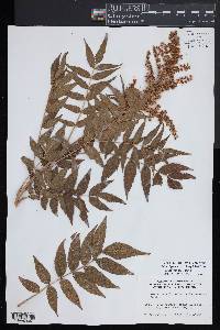 Sorbaria kirilowii image