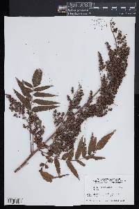 Sorbaria tomentosa image