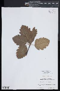 Aria edulis image