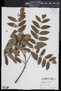 Sorbus decora image