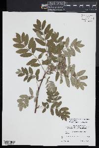 Sorbus aucuparia image