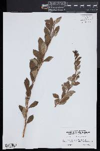 Spiraea trichocarpa image