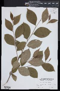 Stewartia malacodendron image