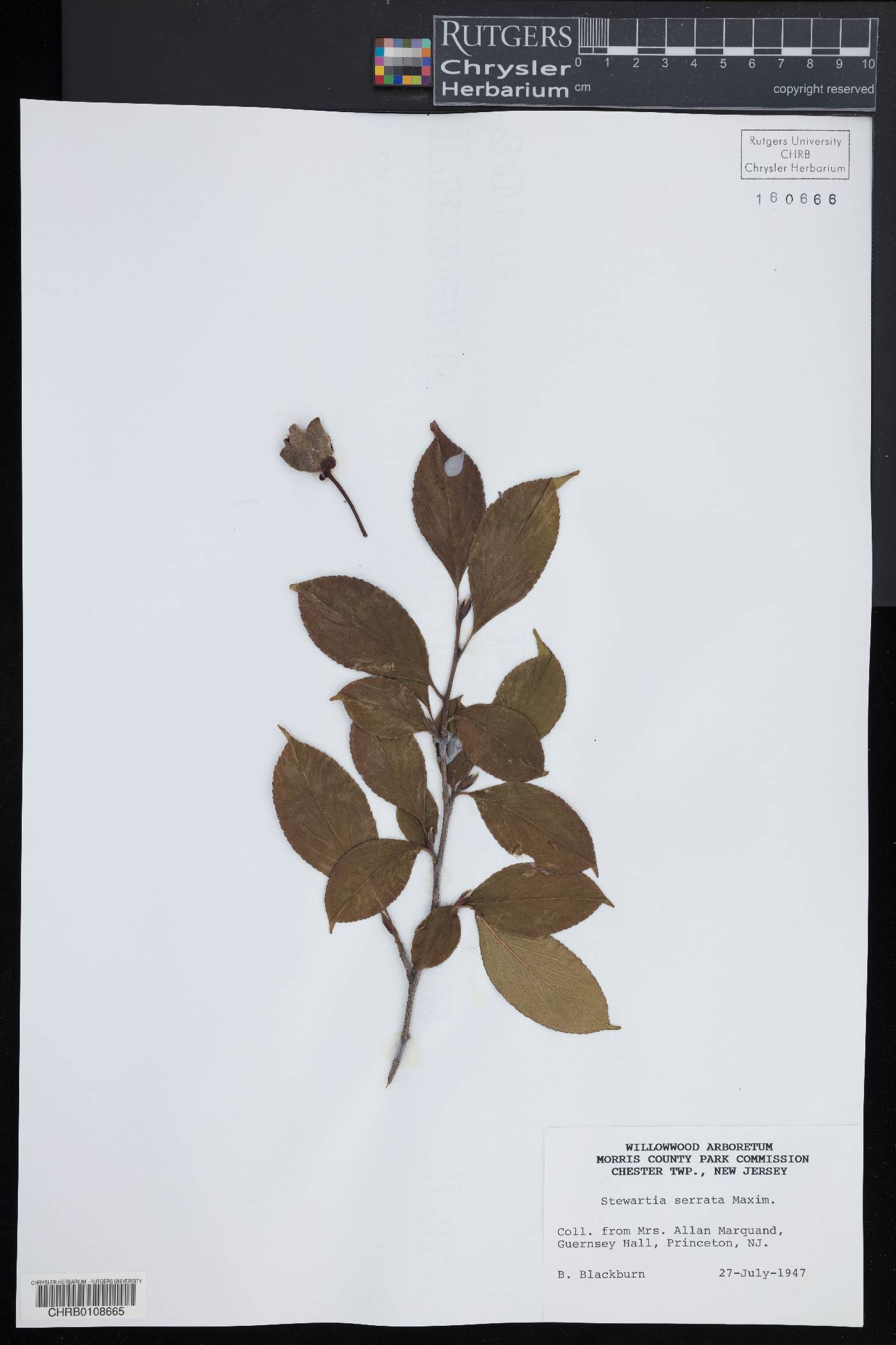 Stewartia serrata image