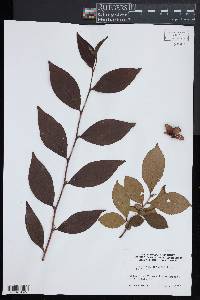 Stewartia sinensis image