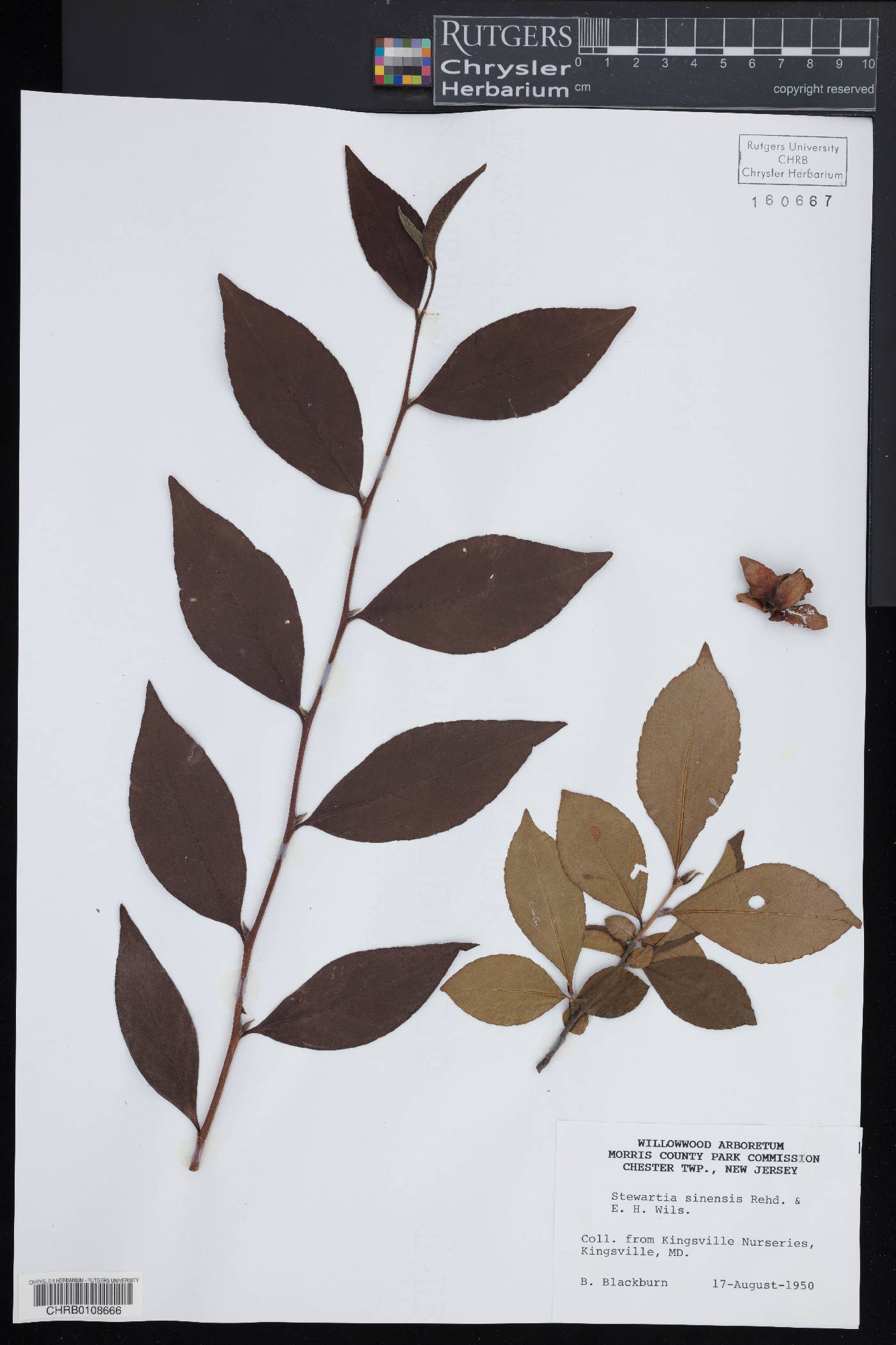 Stewartia sinensis image