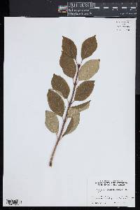 Syringa josikaea image