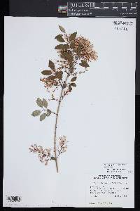 Syringa pubescens image