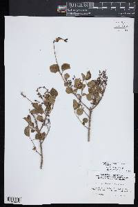 Syringa pubescens image