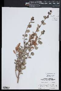 Syringa pubescens image