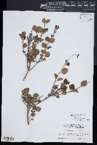 Syringa pubescens image