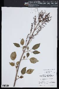 Syringa pubescens image