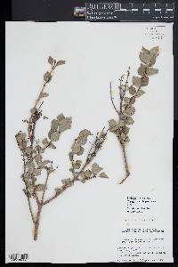 Syringa pubescens image