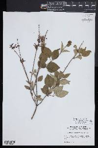 Syringa pubescens image