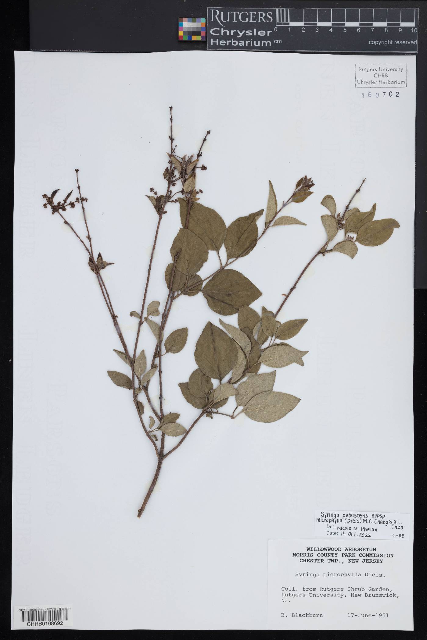 Syringa pubescens subsp. microphylla image