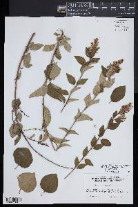 Syringa pubescens subsp. microphylla image