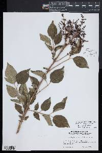 Syringa pubescens subsp. patula image