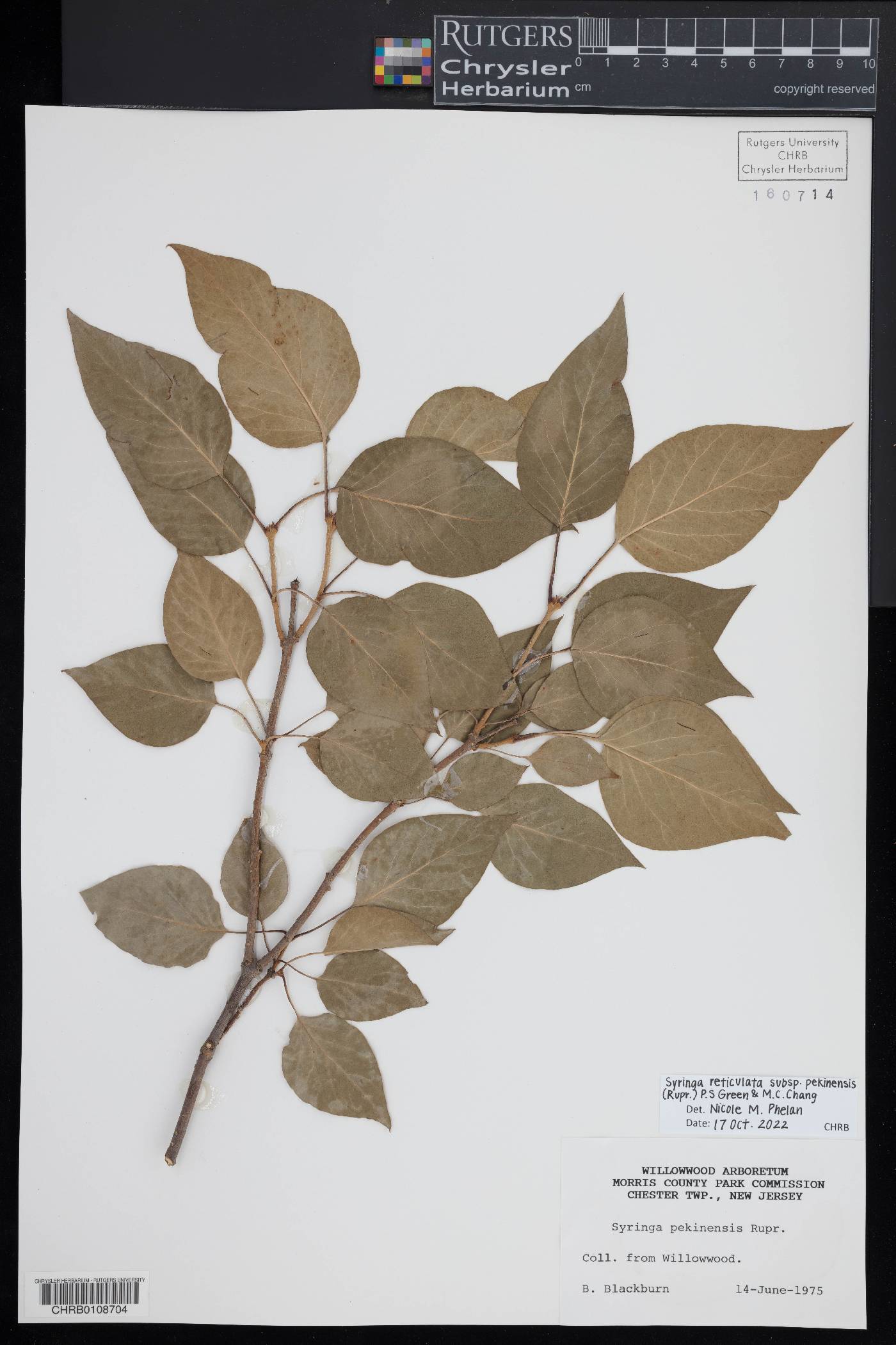 Syringa reticulata subsp. pekinensis image