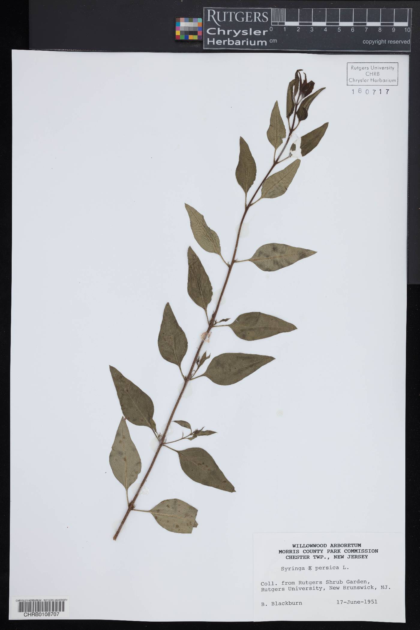 Syringa persica image