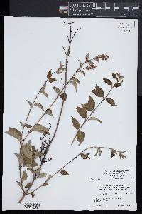 Syringa pubescens subsp. microphylla image