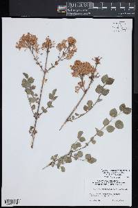 Syringa pubescens image