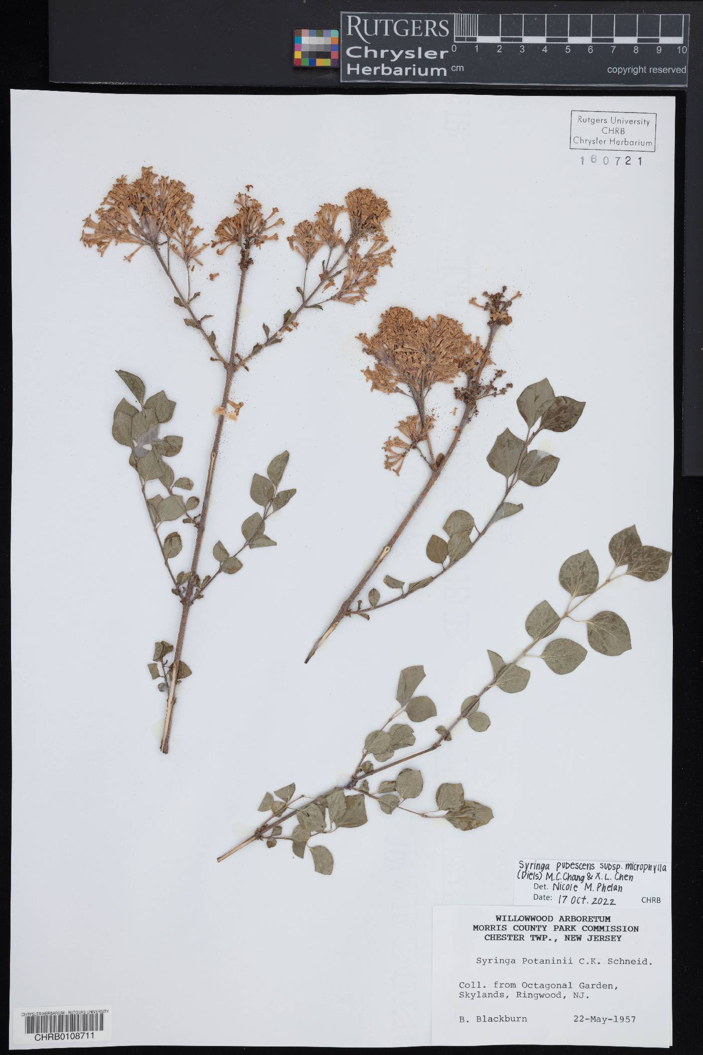 Syringa pubescens subsp. microphylla image