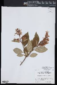 Syringa tomentella subsp. sweginzowii image