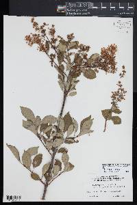 Syringa tomentella subsp. sweginzowii image