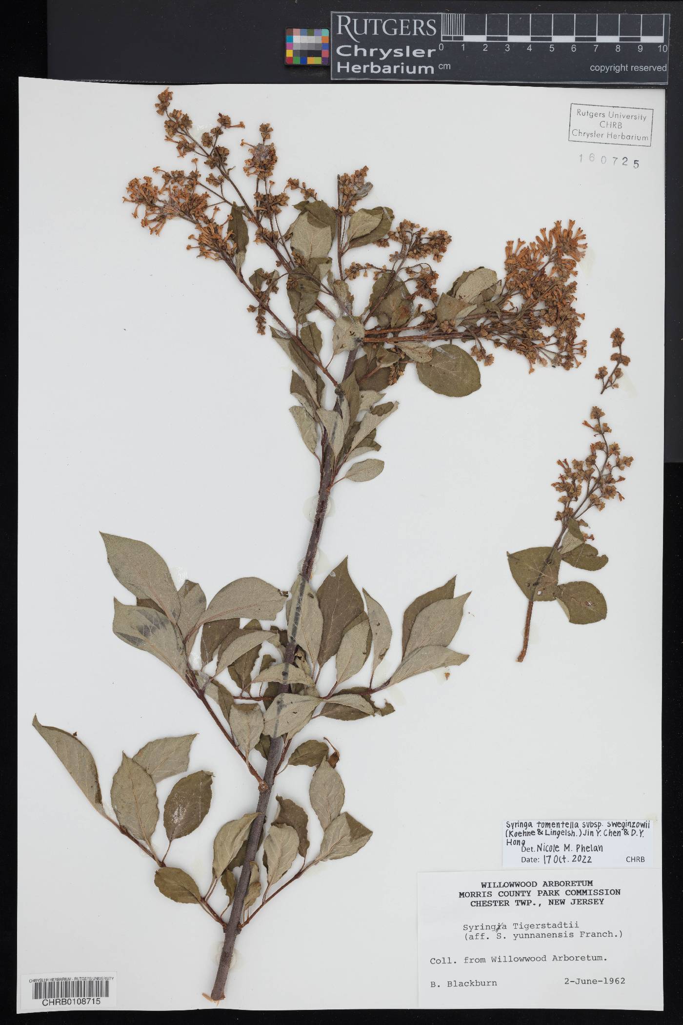 Syringa tomentella subsp. sweginzowii image