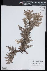 Thuja plicata image