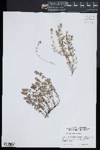 Thymus serpyllum image