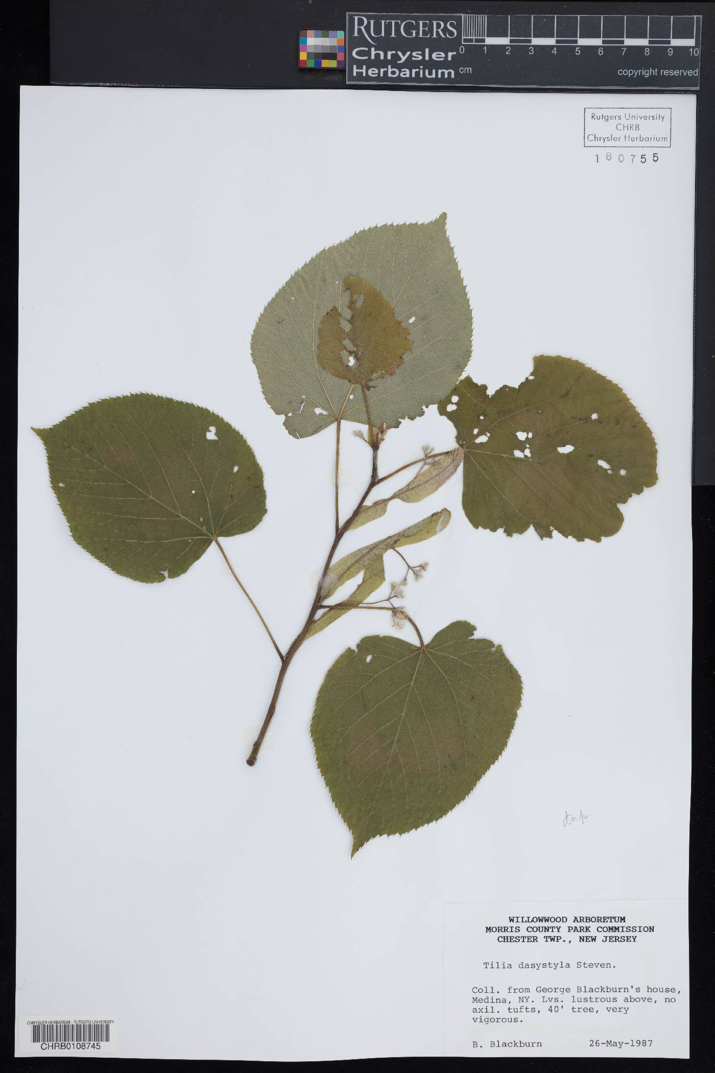 Tilia dasystyla image