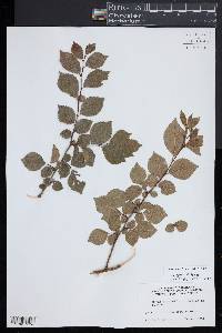 Ulmus minor image